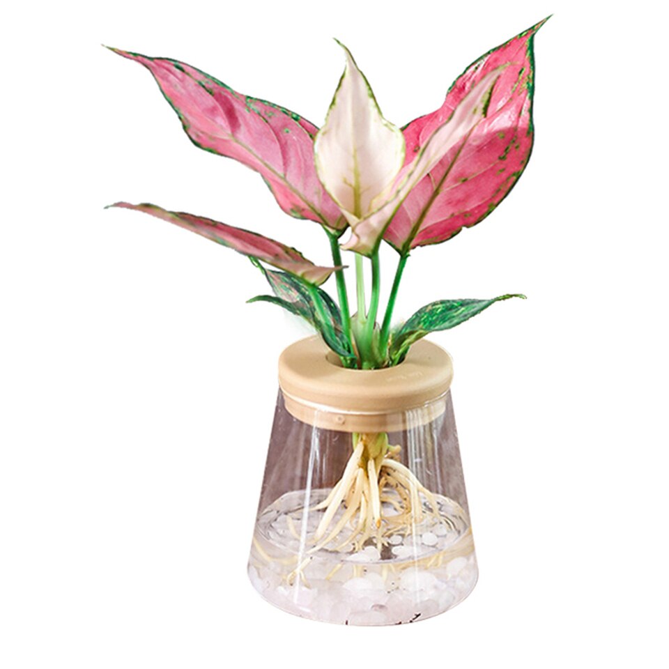 Mini Hydroponic planten pot - Transparante pot - Voor extra snelle groei! - Moderne plantenpot - Zonder aarde - thuis decoratie