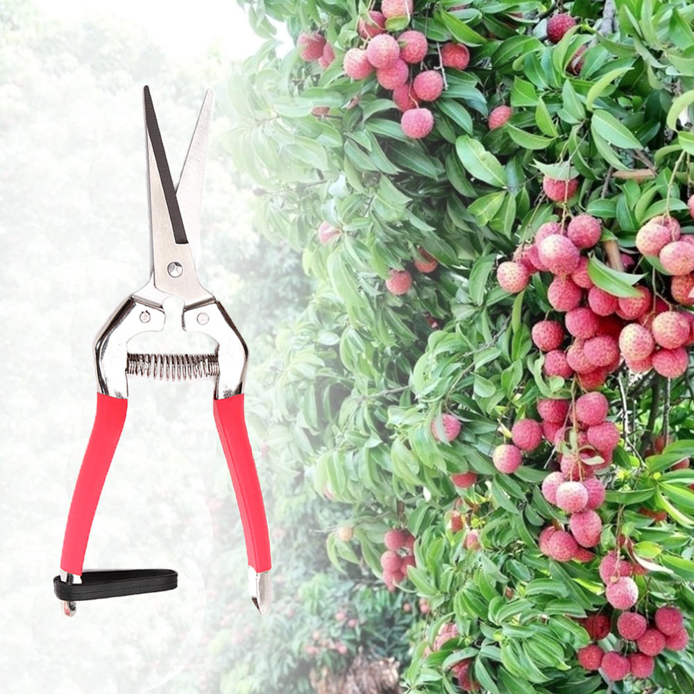 tuin snoeien schaar plantensnijder bloem fruit druivenschaar