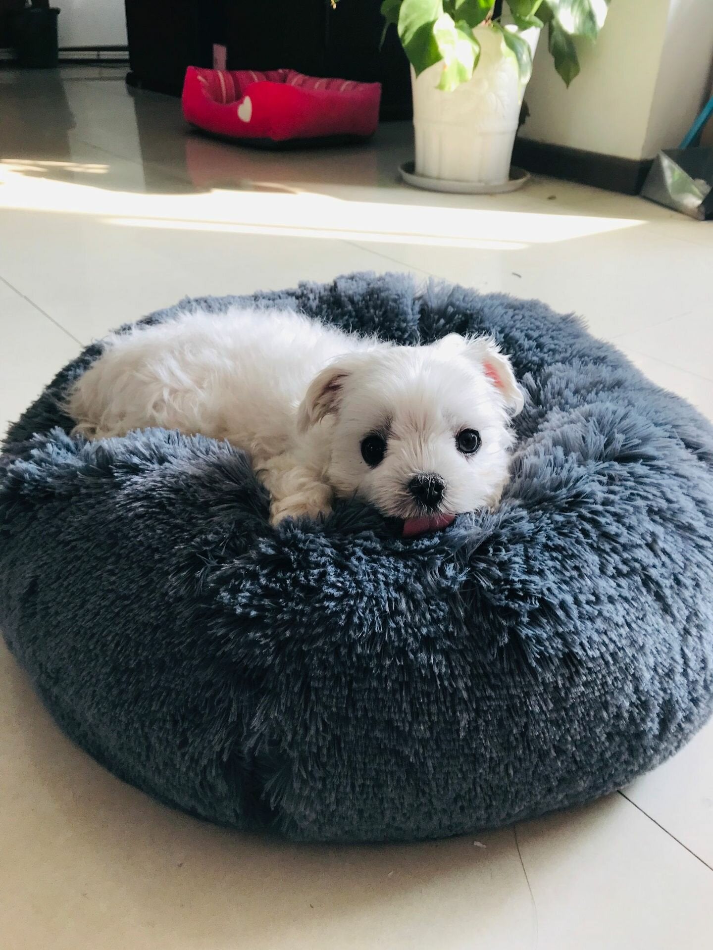 veelkleurig katten- / hondenbed super soft warme ronde diepte super schattige kennel